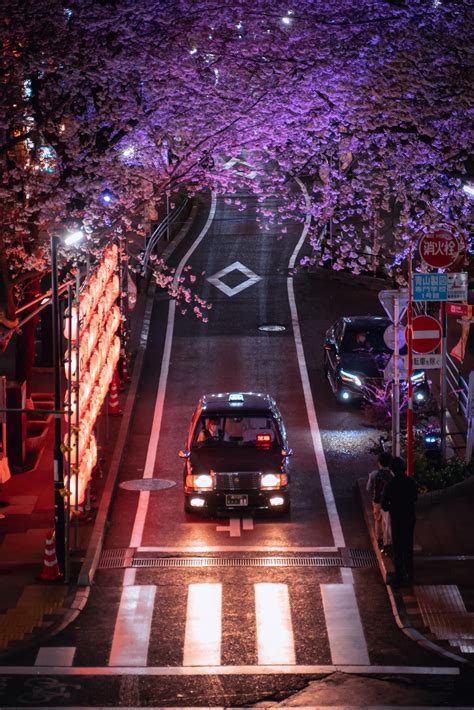 Sakura NIght Tokyo - Nozawa Holidays