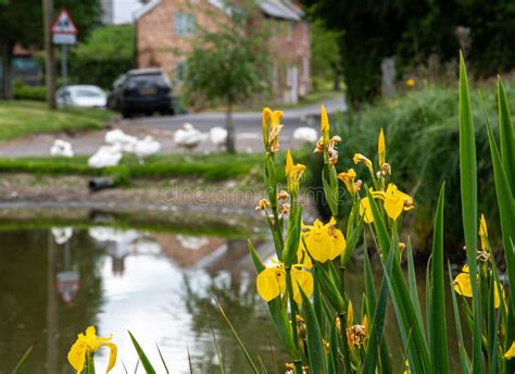 Yellow iris and pond stock image. Image of anatidae - 152641155