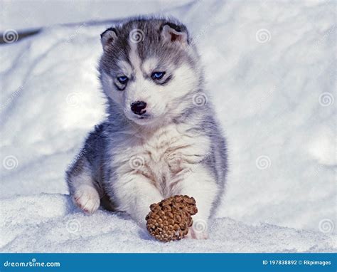 Cute Husky Puppy, with Blue Eyes in Snow, Playing with Pine Cone. Stock ...