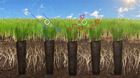 What Is Aerating A Lawn? The 18 Top Answers - Ecurrencythailand.com