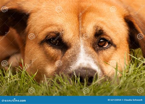 Close Up Of Dog Face Stock Photo - Image: 62123054