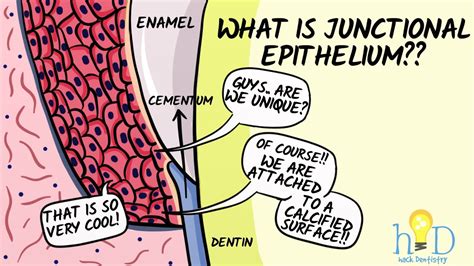 Junctional epithelium - HackDentistry - YouTube