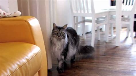 Maine Coon personality - YouTube