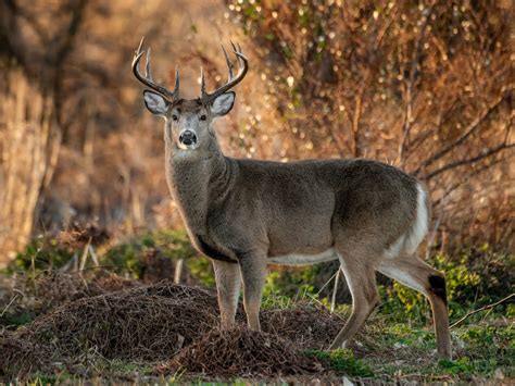 ‘Zombie’ deer disease case confirmed at Yellowstone National Park