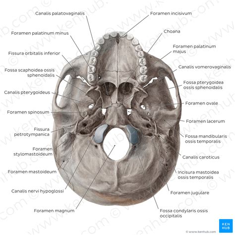 Inferior base of the skull - Foramina, fissures, and canals (Latin) – Kenhub Image License Store