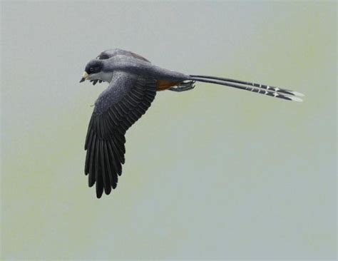 Bird beak revealed by HKU-codeveloped laser imaging informs early beak ...