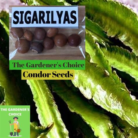 Sigarilyas Seeds ( Condor Seeds ) | Shopee Philippines