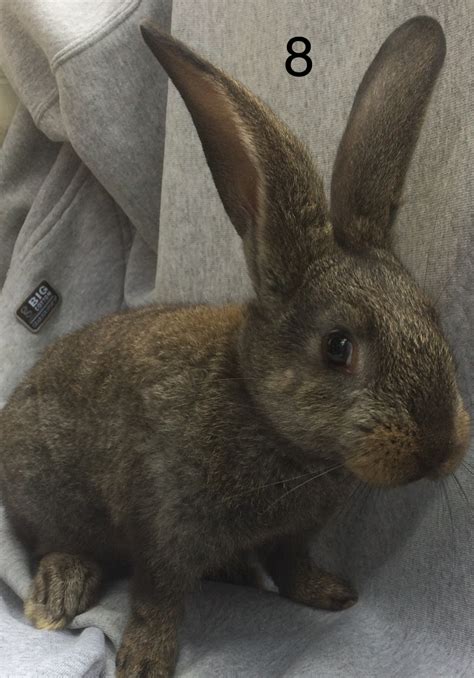 Flemish Giant Rabbits For Sale | Lawrenceville, NJ #204480