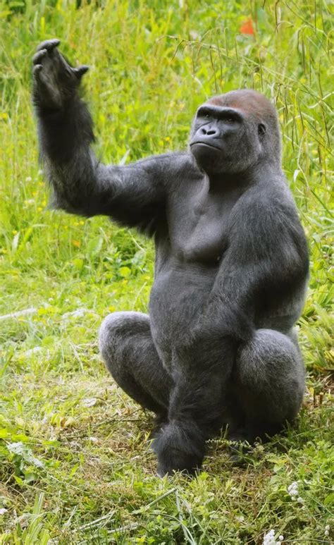 Dancing gorilla Kionda wows crowds as he 'performs ballet' at Paignton ...