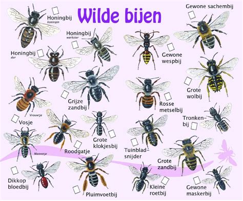 Wilde bijen alle soorten | Wild bees, Bee, Beauty and the bees