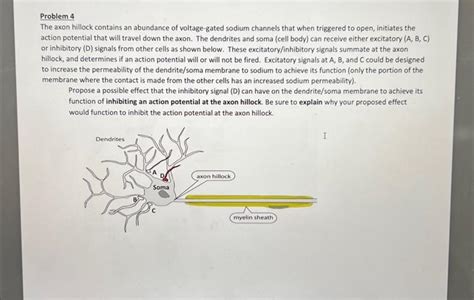 Solved Problem 4 The axon hillock contains an abundance of | Chegg.com