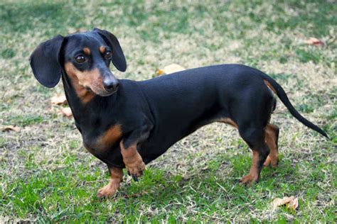 Top 10 dog breeds that live the longest