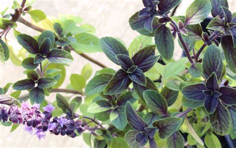 Basilic perpétuel, une plante aromatique durable #plante #aromatique #medicinale #légumes # ...