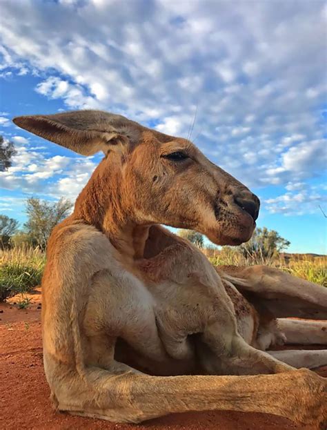 Roger, the famously ripped kangaroo, has died after a 'lovely, long life' - NZ Herald