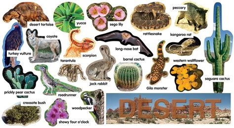 Desert animals and plants, Desert animals, Deserts