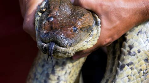 Man will be eaten alive by an anaconda on camera, suggests Discovery Channel - ABC7 San Francisco