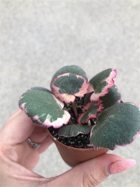 RARE Variegated Strawberry Begonia Trailing Houseplant | Etsy