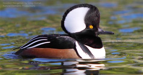 Hooded Merganser - American Bird Conservancy