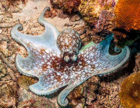 Caribbean Reef Octopus - American Oceans