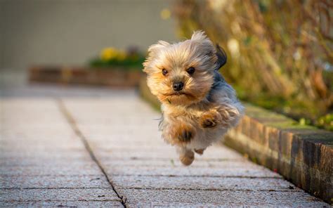 Puppy Yorkie Wallpapers - Wallpaper Cave