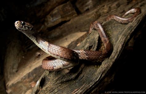 Smithsonian Insider – Newly discovered snakes use curved teeth to pry ...