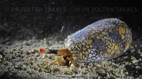 Venomous cone shell in the sea