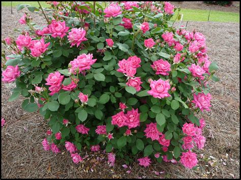 KNOCK OUT ROSE PINK DOUBLE – Hinsdale Nurseries