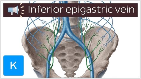 Superficial Epigastric Vein