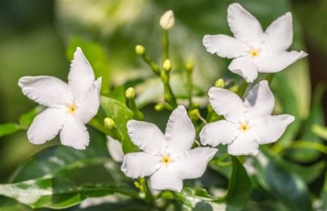 ano ang pambansang bulaklak ng pilipinas? - Brainly.ph