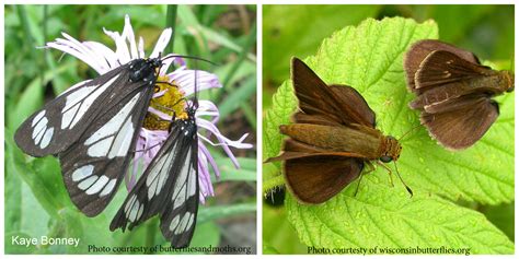 Butterfly versus Moth. Can you tell the difference? - My Wisconsin Woods