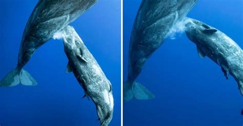 These Photos Of A Whale Nursing Her Calf Show The Magic Of Motherhood - Hasan Jasim