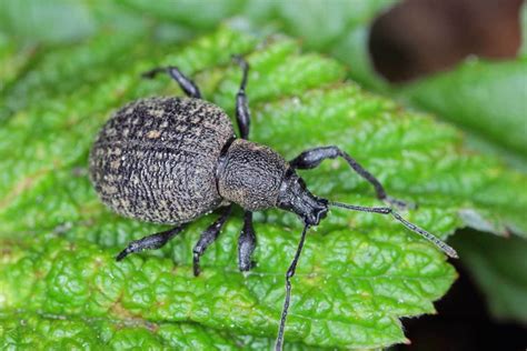 How to Identify and Control Black Vine Weevils | luv2garden.com