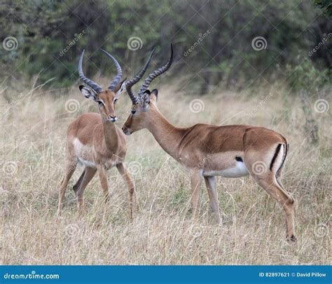 Closeup Sideview Two Male Impala with Large Antlers with Heads Close ...