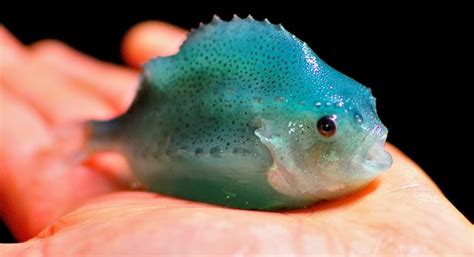 Marbase, First Nation probe partnership on lumpfish hatchery ...