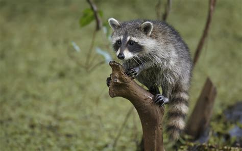 1080x2400 Resolution raccoon, tree, branch 1080x2400 Resolution ...