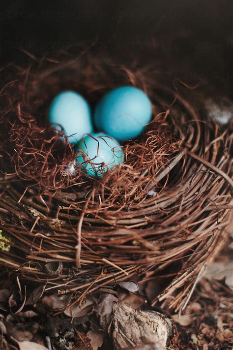 "Blue Eggs In A Bird Nest" by Stocksy Contributor "Ellie Baygulov ...