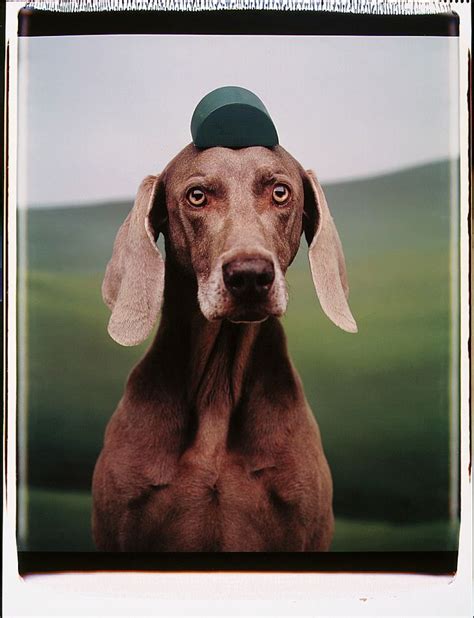 William Wegman, Untitled, 1994 #green #photography #polaroid