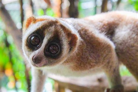 Creatures of the night: UB scientists study the lives of slow lorises ...