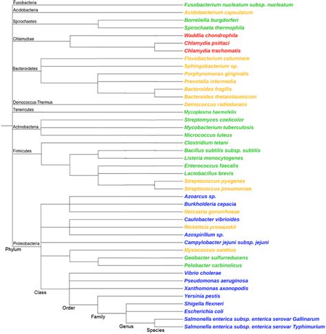 Phylogenetic tree of bacteria that belong to different groups based on... | Download Scientific ...