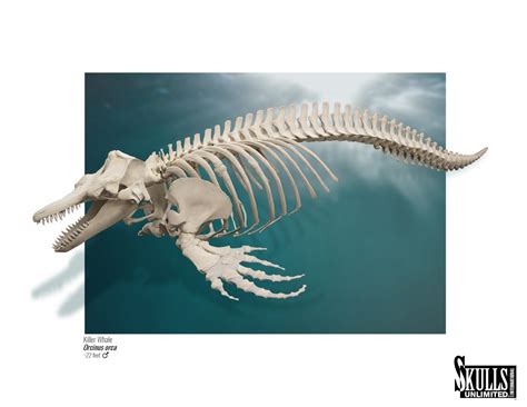 Killer Whales: Marine Hunting Machines | Skeleton Museum