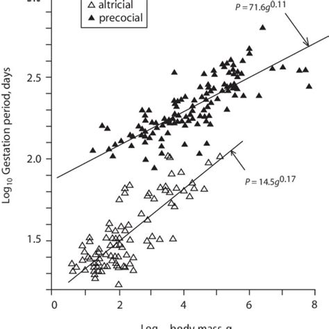 Log 10 gestation period in altricial and precocial eutherian mammals as... | Download Scientific ...