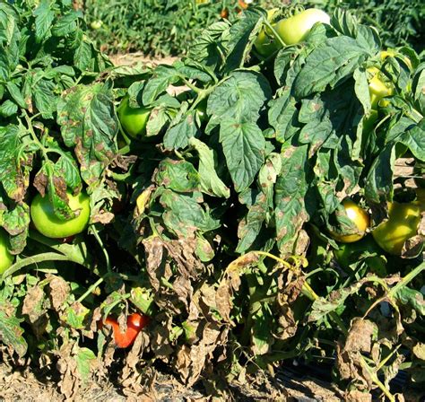 Early Blight - Organic Solutions - urbantomato