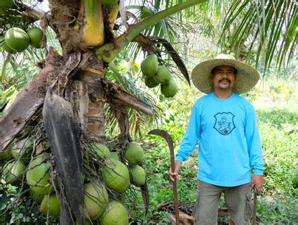 Sustainable Coconut Oil | Cargill