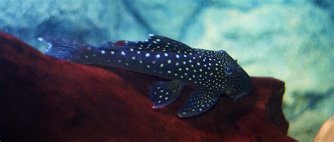 Plecostomus (Suckermouth Catfish) - the fishroom