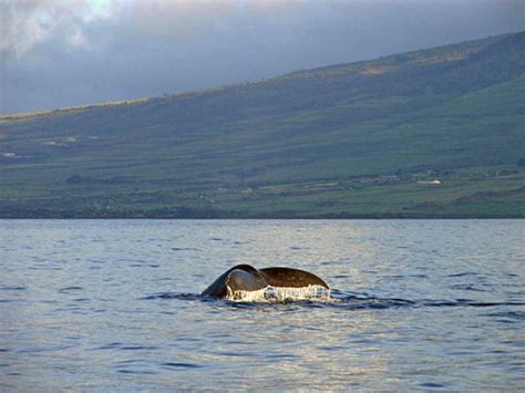 Whale Watching Tour - Lahaina, Maui | Pacific Whale Foundation