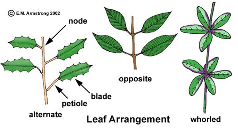 Whorled Leaf Arrangement