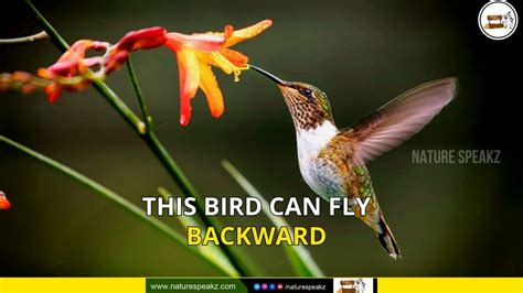 This bird can fly backward - Hummingbird - Nature Speakz