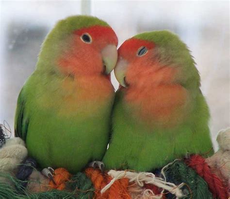 High Definition Photo And Wallpapers: love birds photos,love birds photo,love birds wallpaers ...