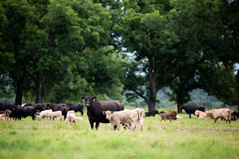 How Multiple Livestock Species Can be Used to Benefit Your Ranch – Noble Research Institute