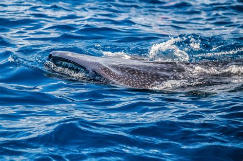 How to See Whale Sharks in Cancun: Best Tours & Tips